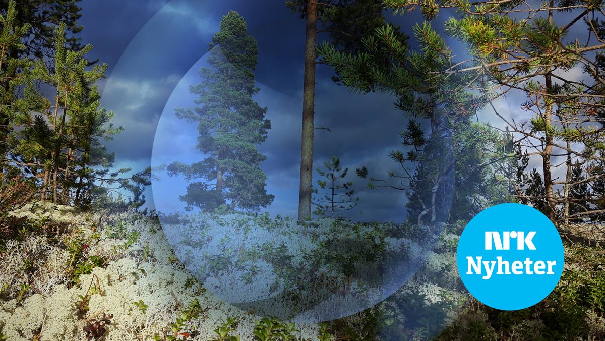 NRK P1 Hedmark og Oppland