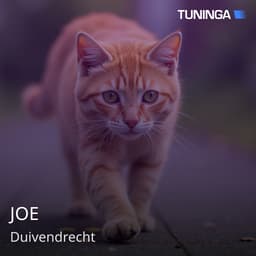 JOE