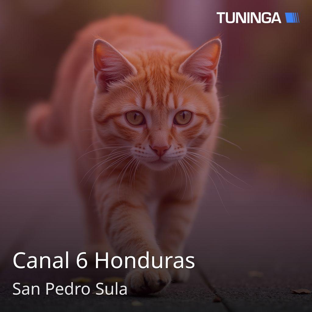 Canal 6 Honduras