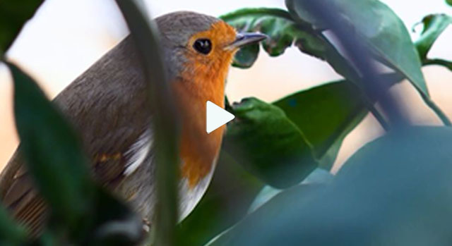 Alternativa Radio - Español